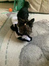 Cute Dog Toys Stuffed Squeaking Big Pet Toy Plush Raccoon/wolf/rabbit for Dog Cat Chew