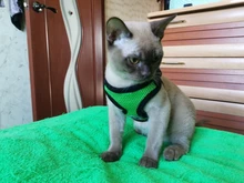 Harness Leash Chest-Strap Walking-Leads Small-Dog-Chain Pet-Dog Outdoor Breathable Perro