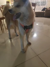 Pet-Harness Truelove Walk Padded Seat-Belt Handle Reflective-Dog Adjustable Small Soft