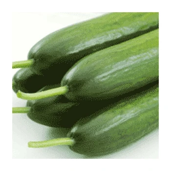 

SV6608CB F1 Hıyar Tohumu (Sera) 500 Adet