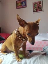 Necklace Pet-Accessories Photos-Props Cat-Chain Kitten Show-Off-Collar Gold Puppy Dogs