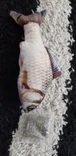 Doll-Pillow Cat-Toy Cat Mint Simulation-Fish Grass-Carp Funny New Pet-Molar