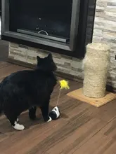 Vaso Swing juguetes para gatos gato interactivo equilibrio coche gato juguete de persecución con Catnip para mascotas productos para Dropshipping. Exclusivo.