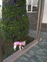 Coat Jacket Vest Bulldog-Clothing Puppy Dogs-Chihuahua French Waterproof Large Winter