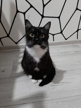 Pet Cat Collar Harness And Leash Adjustable Nylon Pet Traction Dog Kitten Halter Collar