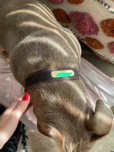 Leash-Set Lead Pet-Collars Dogs Pitbull Small Walking Real-Leather Personalized And 