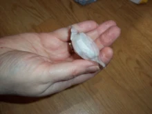 Pegatina mágica con Cinta ajustable para ropa de muñeca, costura de ropa de costura, cinta adhesiva, accesorios de vestimenta para muñecas, bricolaje, 6/8/20mm