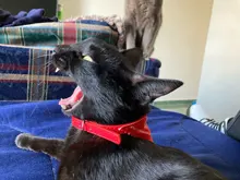 De moda de perro Bandana Collar bufanda Gato cachorro correa de moda collares para perro, mascota suministros para perros pequeños perros gatos