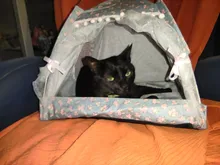 Pet-Bed Hammock Tent Nest Pet-Accessories Cozy-Products Cat-House Calming Dogs Small