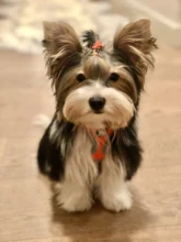 Dog-Harness Pitbull Cats Terrier Truelove Petshop Adjustable Mysudui Black Chihuahua