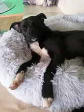DEKO-camas supersuaves para perros, cojín redondo mullidas de gato, esterilla cálida y cómoda para dormir, sofá lavable, suministros para cachorros