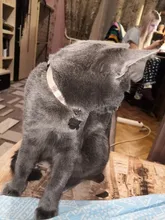 Collar de seguridad ajustable para gatos con cierre a presión, Material de algodón con campana, no mantiene el cuello, productos para cachorros de Mascota, Collar