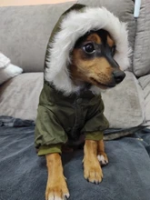 Chaqueta con capucha para gatos domésticos y perros, abrigo cálido para invierno, para perros medianos y pequeños, Chihuahua, ropa ligera