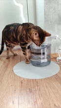 Cat-Water-Fountain Faucet Drinker Pet-Sensor TRANSPARENT-FILTER Dog-Water-Dispenser Downypaws