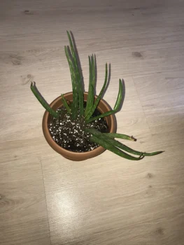 

Aloe Vera
