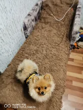 Traje de policía para Cosplay de perros y gatos, chaleco elástico negro, camiseta de cachorro, accesorios, ropa, disfraces