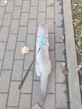 Leash-Set Harnesses Name-Tag Cats Kitten Customized Anti-Lost Nylon And with Blue Red