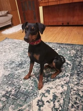 Dog-Collar Pitbull-Leash Dogs Reflective Puppy Big Small Adjustable with Buckle for Medium