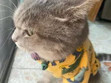 Ropa de gato para gatos, disfraz de gato de invierno, Sudadera con capucha, suéter, ropa de cachorro mascota, productos para gatos