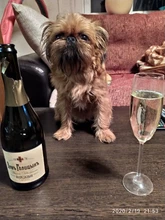 Leash Pet-Necklace Pet-Products Dog-Harness Rhinestone Bling Quick-Release Adjustable