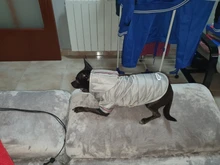 Coat Puppy Clothing Pet-Dog-Jacket Dogs Chihuahua Yorkshire Hoodies Outfit Small Winter