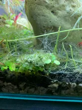 Fish-Tank Aquarium Shrimp Food Natural-Spinach Crystal Red 35g Mixed-Ingredient Hotest