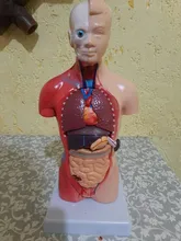 Torso humano cuerpo modelo de anatomía, anatómico médico los órganos internos para la enseñanza Dropshipping. Exclusivo.