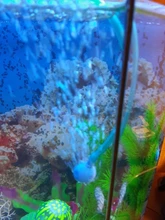 Aquarium Air Bubble Increaser Fish Tank Oxygen Increase Ball Air Pump Accessory