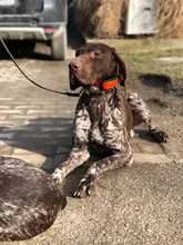 Pawstrip grabado Collar de perros de piel sintética Etiqueta de mascota Collar para perros Bulldog francés Pitbull, perro grande Collar de cachorro.