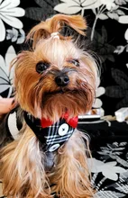 Elegante pajarita arnés tipo chaleco para perro con correa ajustable, Gato conjunto de Correa y arnés lindo arco nudo esmoquin para gatos gatito cachorro