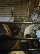 Conejo cerdo de Guinea Chinchilla alimentador de heno menos pérdida de Alimentación de Mascotas de alimentación tazón de hámster conejo Animal PEQUEÑO suministros