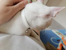 Collar de piel sintética para mascotas, Collar ajustable con cascabel para gatos, rojo, azul, marrón, rosa, talla XS S M