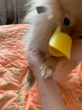 Bozal de silicona para perros, máscara bozal antimordida para perros pequeños y grandes, boquillas para la boca, accesorios de mascota perro