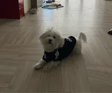 Adidog-ropa para perros pequeños, chaqueta con capucha deportiva de invierno, suéter de algodón suave abrigado puro, Chihuahua de peluche, ropa para cachorros