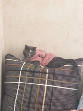 Ropa de Gato caliente para mascotas, abrigo, chaqueta para perros pequeños, medianos, gatos, Chihuahua, ropa de Yorkshire, disfraz rosa, S-2XL