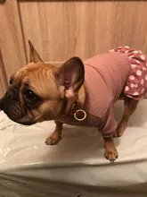 Dog-Dress Dogs-Skirt Yorkshire Summer Chihuahau Dot 