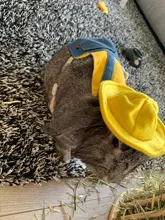 Ropa de conejo para mascota, chaqueta vaquera, abrigo, arnés de PEQUEÑO Animal, chaleco con correa, bolsa, conjunto de sombrero para Hurón, conejo, hámster, cachorro, gatito