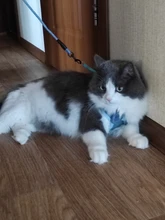 Breakaway Cat Collar Cute Bow Vests Cat Harness and Leash Cat Product Cat Accessories