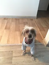 Dogs-Pajamas Clothing Shirt Puppy-Jumpsuit Pomeranian Chihuahua Dog-Coat Pet-Dogs Small