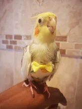 Pájaro loro pañal Cockatiel palomas mascota mediana grande aves traje de vuelo ropa mascotas pájaros heces bolsillo