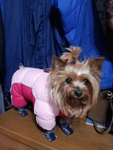 Puppy-Boots Pet-Shoes Lovely Dogs Snow Anti-Slip Zipper Winter Warm Denim Lets Casual