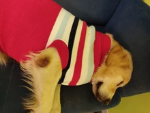 Coat Puppy-Suit Dog-Sweater Dogs Small Golden-Retriever Chihuahua Stripe Winter Warm