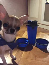 Dog 2 in 1 Bottle Pet Feeder Dog Water Bottle Collapsible Folding Bowl Travel Outdoor