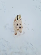 Ropa para perros grandes, chaleco impermeable para perros grandes, chaqueta de otoño e invierno, abrigo para perros cálidos, ropa para perros, Chihuahua Labrador S-7XL