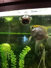 Fish-Feeder Automatic Food-Feed-Tool Red Cup Funnel with Suction-Cup Tapered