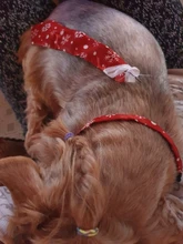 Puppy-Toy Necktie Grooming Dog Cat Adjustable Cute Bow-Tie Printed Cartoon