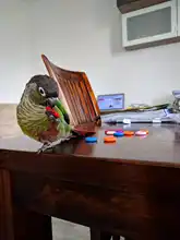 Toy Diy-Accessories Bird Pet-Parrot Home-Decoration Wooden-Ring Chew Natural Bite Molar