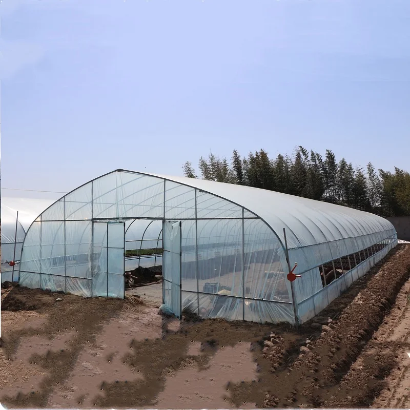 Large Area Long Tunnel Planting Greenhouse Supplier