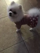 Dog-Dress Dogs-Skirt Yorkshires Chihuahau Winter Dot for Autumn