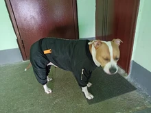 Dog-Coat Winter HOOPET for Dogs Clothing Warm Christmas Big